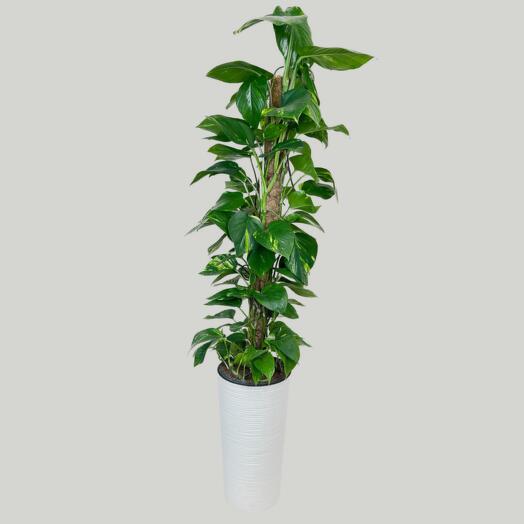 Эпипремнум 150 см