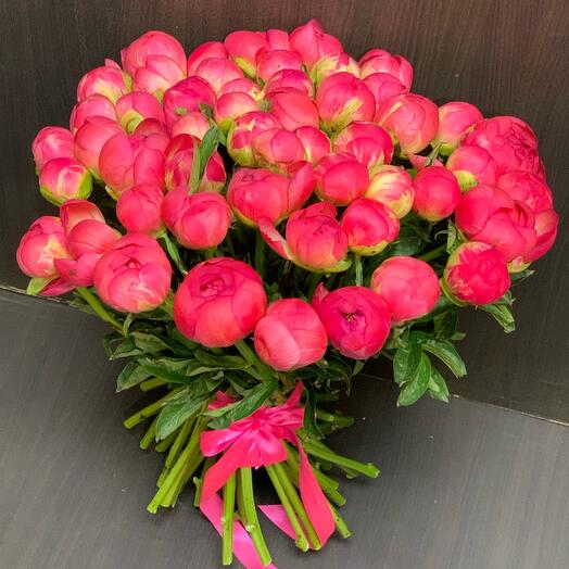 Пионы коралловые 51