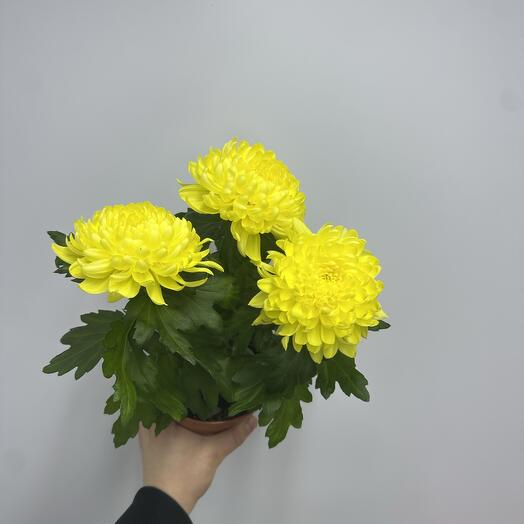 Одноголовая Хризантема в Горшкe