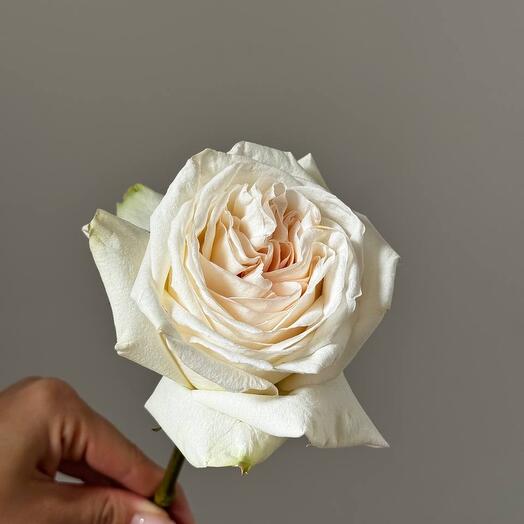 Peony-Shaped Rose "White Ohara"