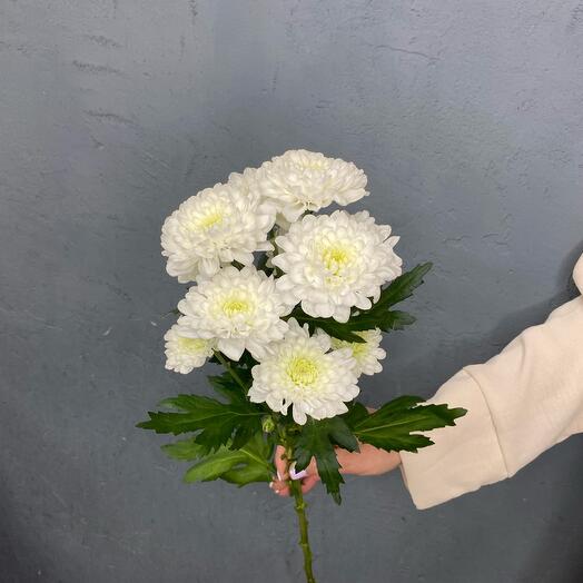 White bush chrysanthemum of Altai variety