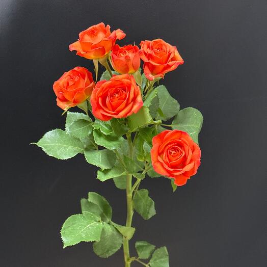 Роза Кустовая Оранжевая