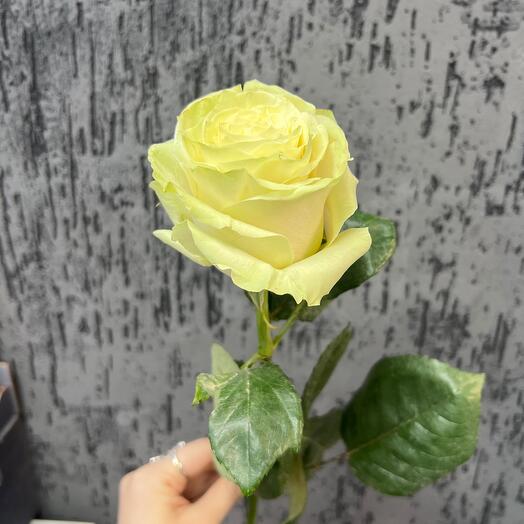 Роза белая Мондиаль