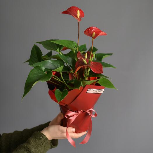 Anthurium (a flowering plant)