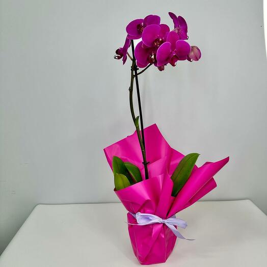 Varietal orchid in a pot and in a gift bag