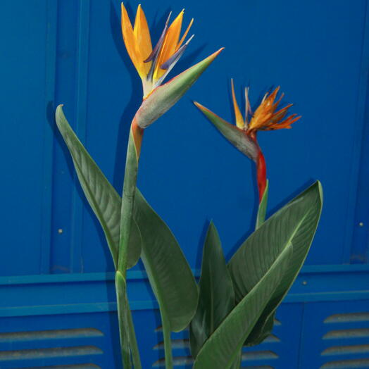 Strelitzia Regina