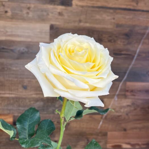 Peony Rose Candelight