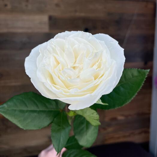 Rosa blanca de apariencia peonía