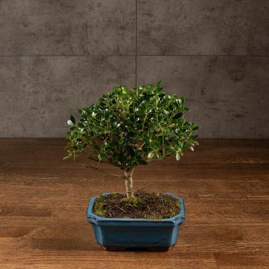 Бонсай Падуб в синей плошке 25 см