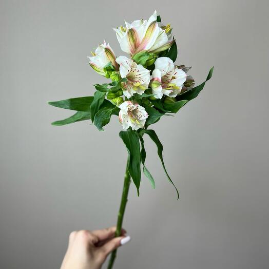 Альстромерия белая