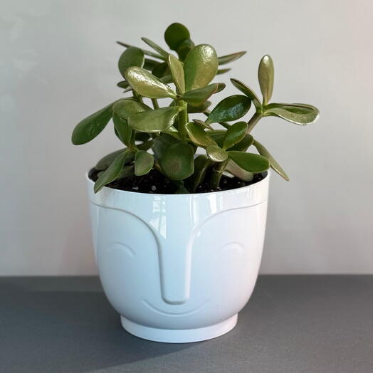 Красула Сансет пересаженное в кашпо