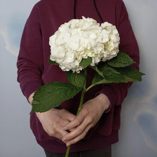 Гортензия белая