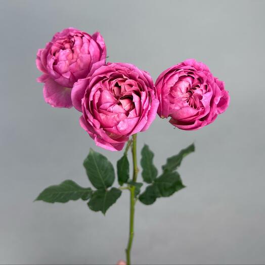 Роза кустовая 💖