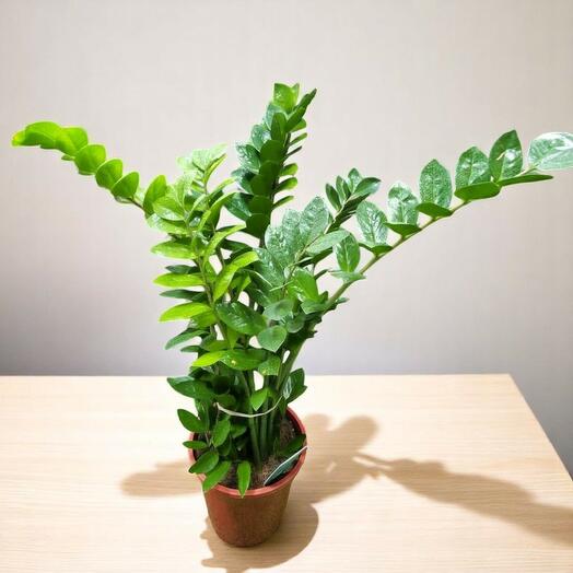 Zamuoculcas