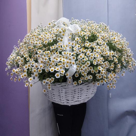 Ромашка кустовая в корзине