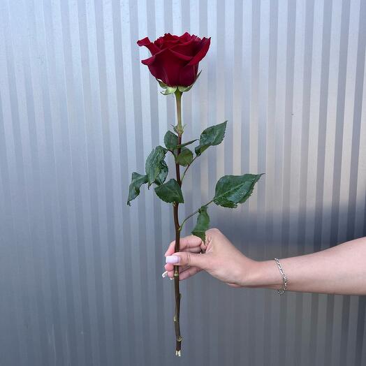 Красная роза Эквадор