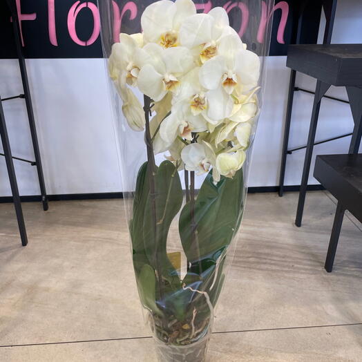 Orchidea Phalaenopsis gialla 2 rami