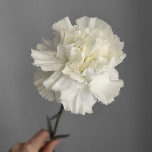 Диантус белый