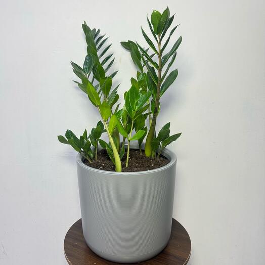 Замиокулькас (Долларовое дерево)