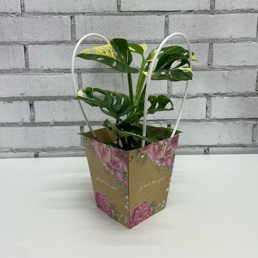 Монстера Адансона Вариегатная в подарочной упаковке