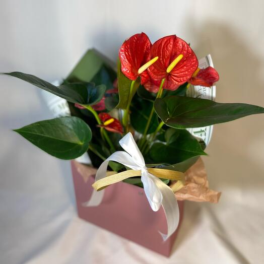 Антуриум красный яркий цветущий в подарочной сумочке
