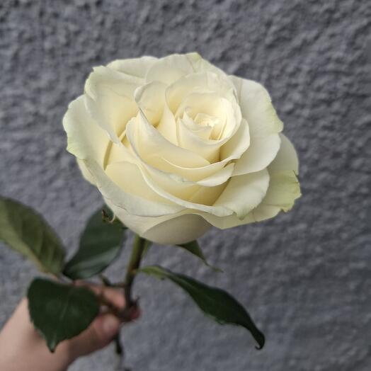 Роза белая Эквадор
