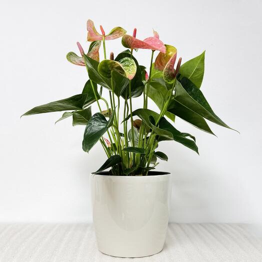 Антуриум розовый в кремовом кашпо с автополивом, высота 45-50 см