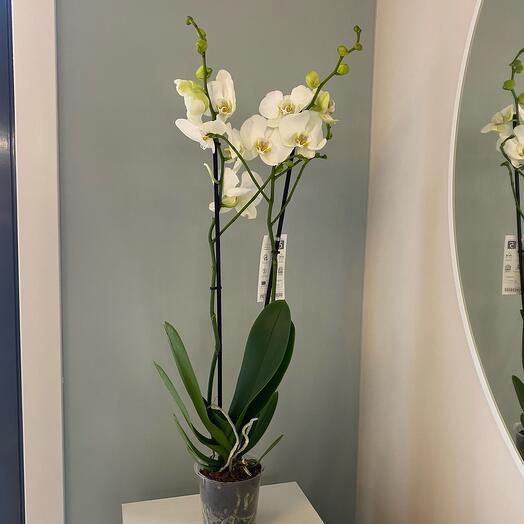 Фаленопсис