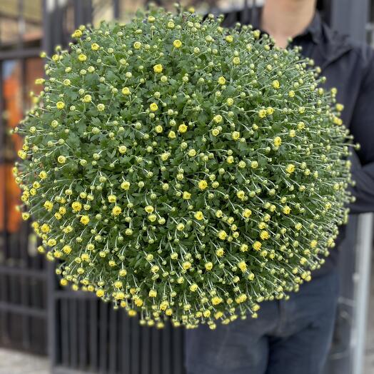 Хризантема мультифлора