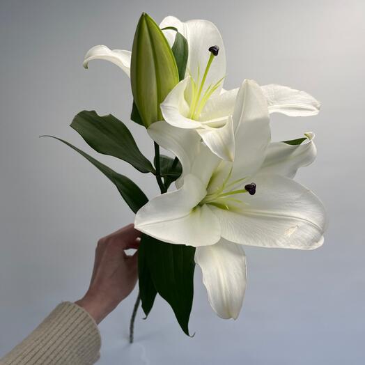 Лилия белая