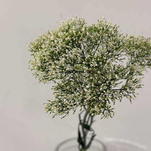 Цветы от студии «TIFFANY» greens