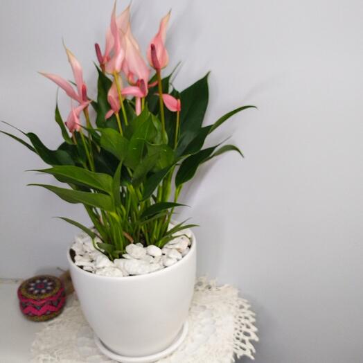 Антуриум Лили в белом керамическом горшке