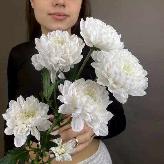 Хризантема кустовая Алтай