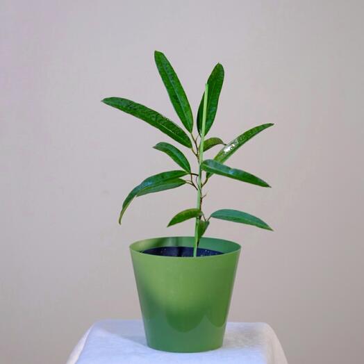 Фикус Али. Размер S