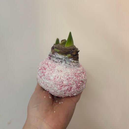 Луковица амарилиса Рафаэлло