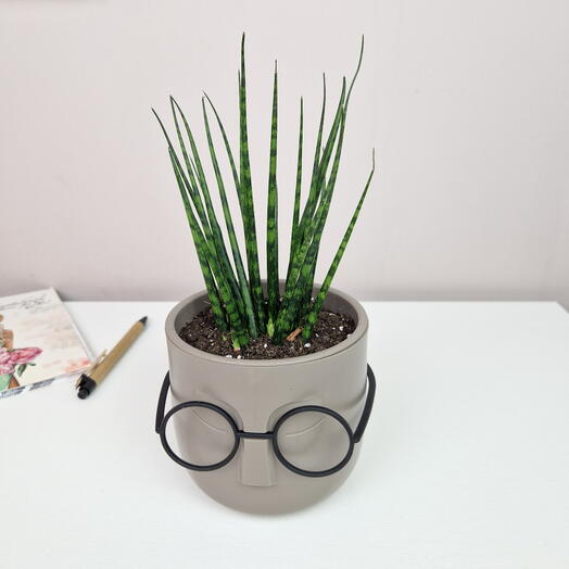 Сансевиерия цилиндрическая в кашпо с очками
