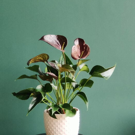 Антуриум Париж Блэк в кашпо