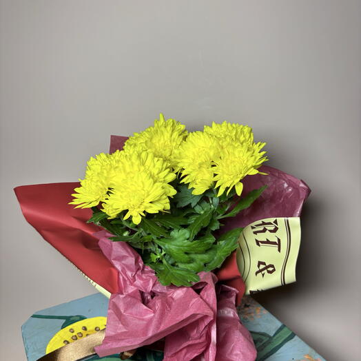 Хризантема в горшке цветущая в подарок - яркая любовь ️