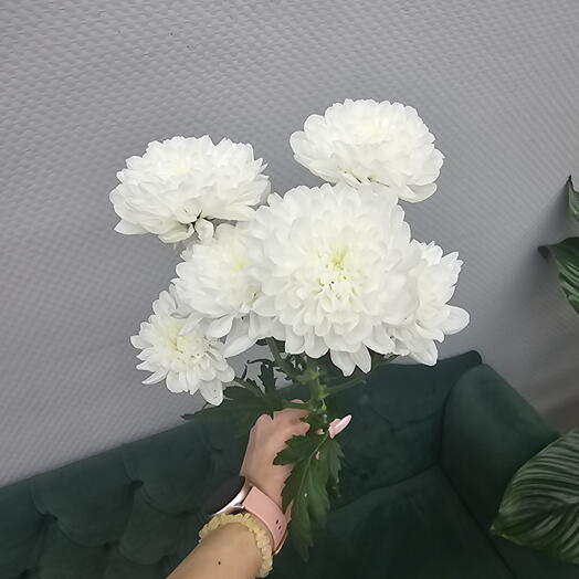 Хризантема Алтай