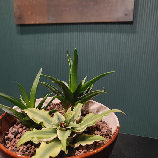 Криптантус белый с хавортией в кашпо