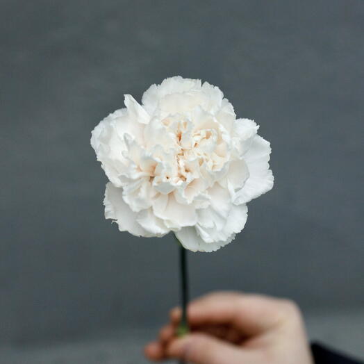 Гвоздика брют диантус