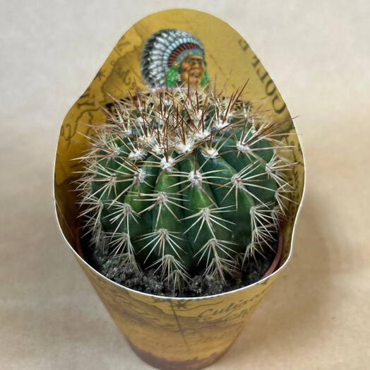 Кактус 🌵 4