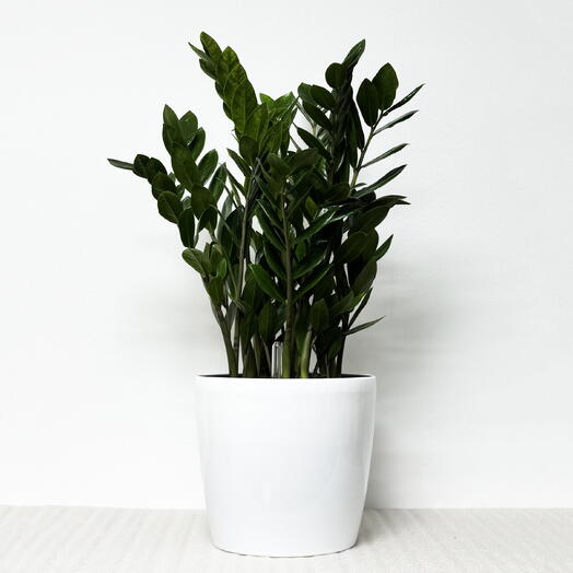 Замиокулькас в белом кашпо с АВТОПОЛИВОМ, высота 55-60 см