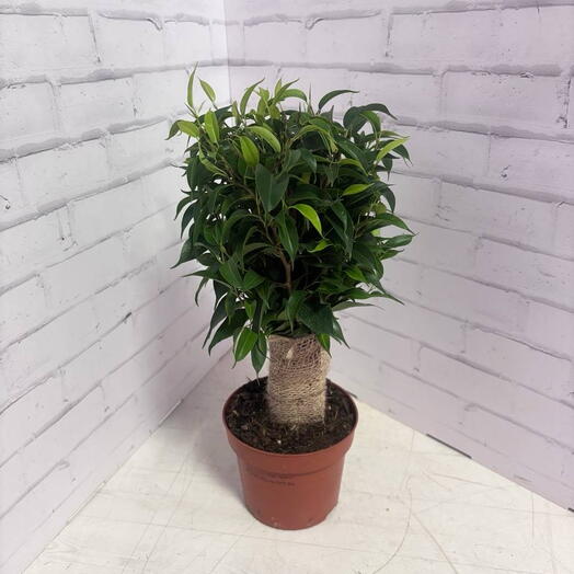 Фикус Бенджамина Наташа