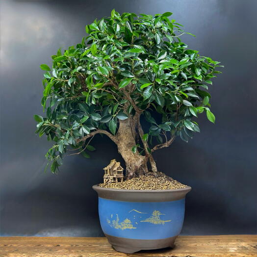 Бонсай Фикус, 69см, 50 лет