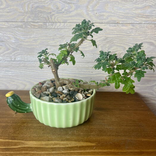 Мята Дуболистная бонсай