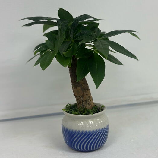 Пахира акватика в керамике