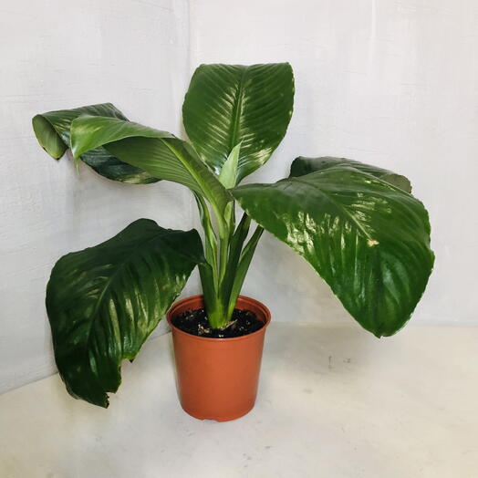 Спатифиллум Сенсация