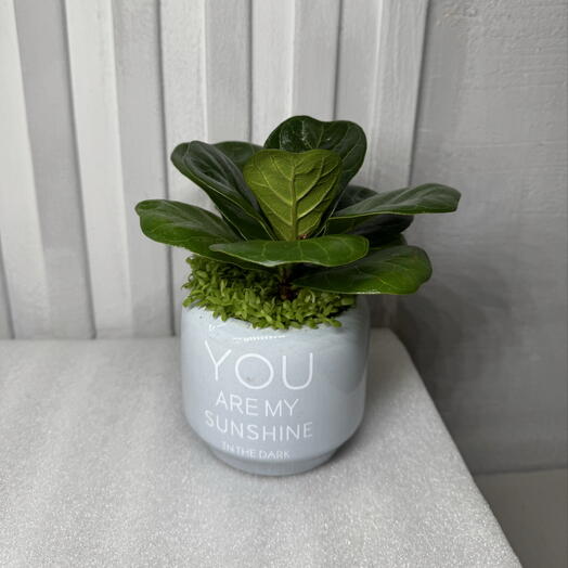 Фикус лирата бомбино