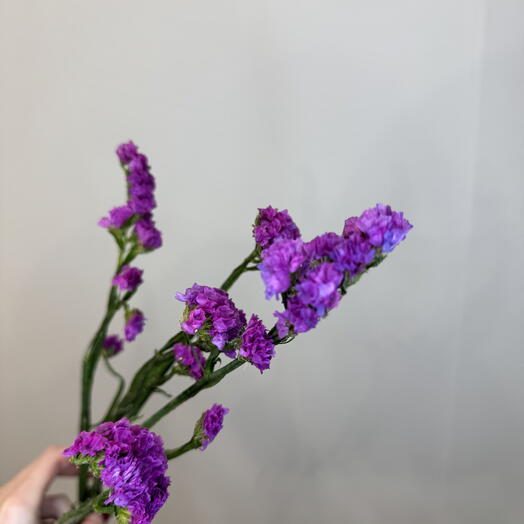 Статица фиолетовая
